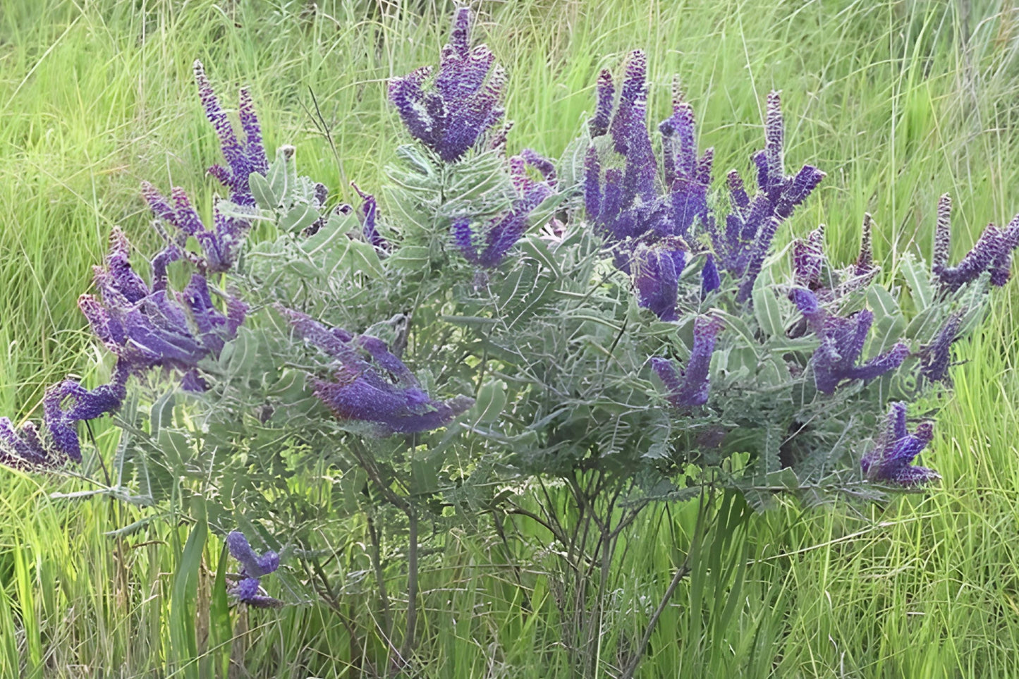 Lead Plant Seeds (Amorpha canescens) – Native Prairie Shrub for Pollinators, Drought-Tolerant, Gray Foliage, Purple Flower Spikes, Easy to Grow