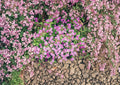 Rock Soapwort Seeds 100 Pack Pink Flowering Perennial Ground Cover Saponaria ocymoides for Rock Gardens and Borders