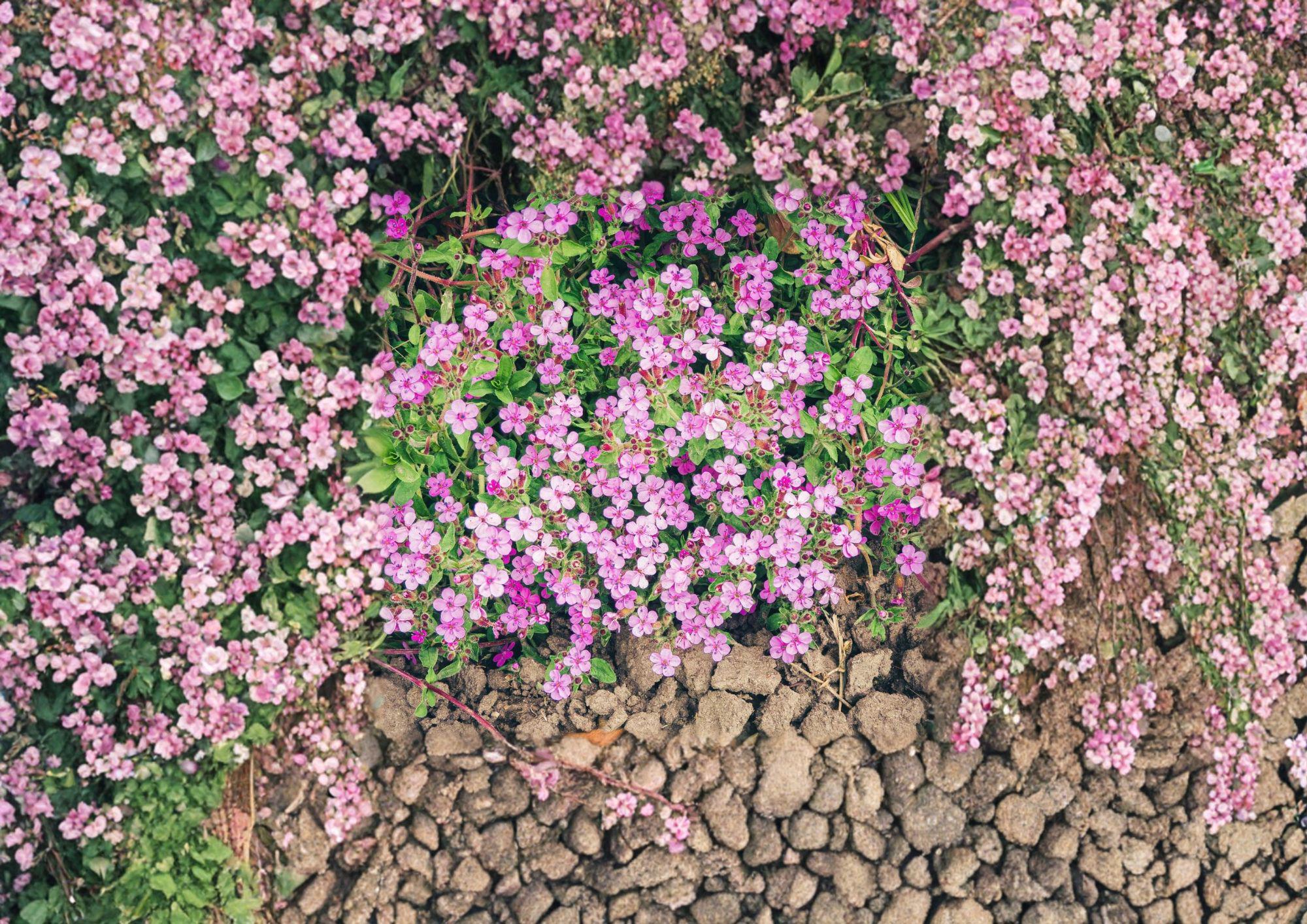 Rock Soapwort Seeds 100 Pack Pink Flowering Perennial Ground Cover Saponaria ocymoides for Rock Gardens and Borders