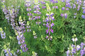 Riverbank Lupine Seeds 15 Pack Native Pollinator Garden Lupinus rivularis Blue to Purple Flowers