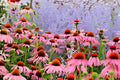 Purple Coneflower Seeds (Echinacea purpurea) - 100 Native Wildflower Seeds for Garden, Pollinator Attractant, Vibrant Purple Petals
