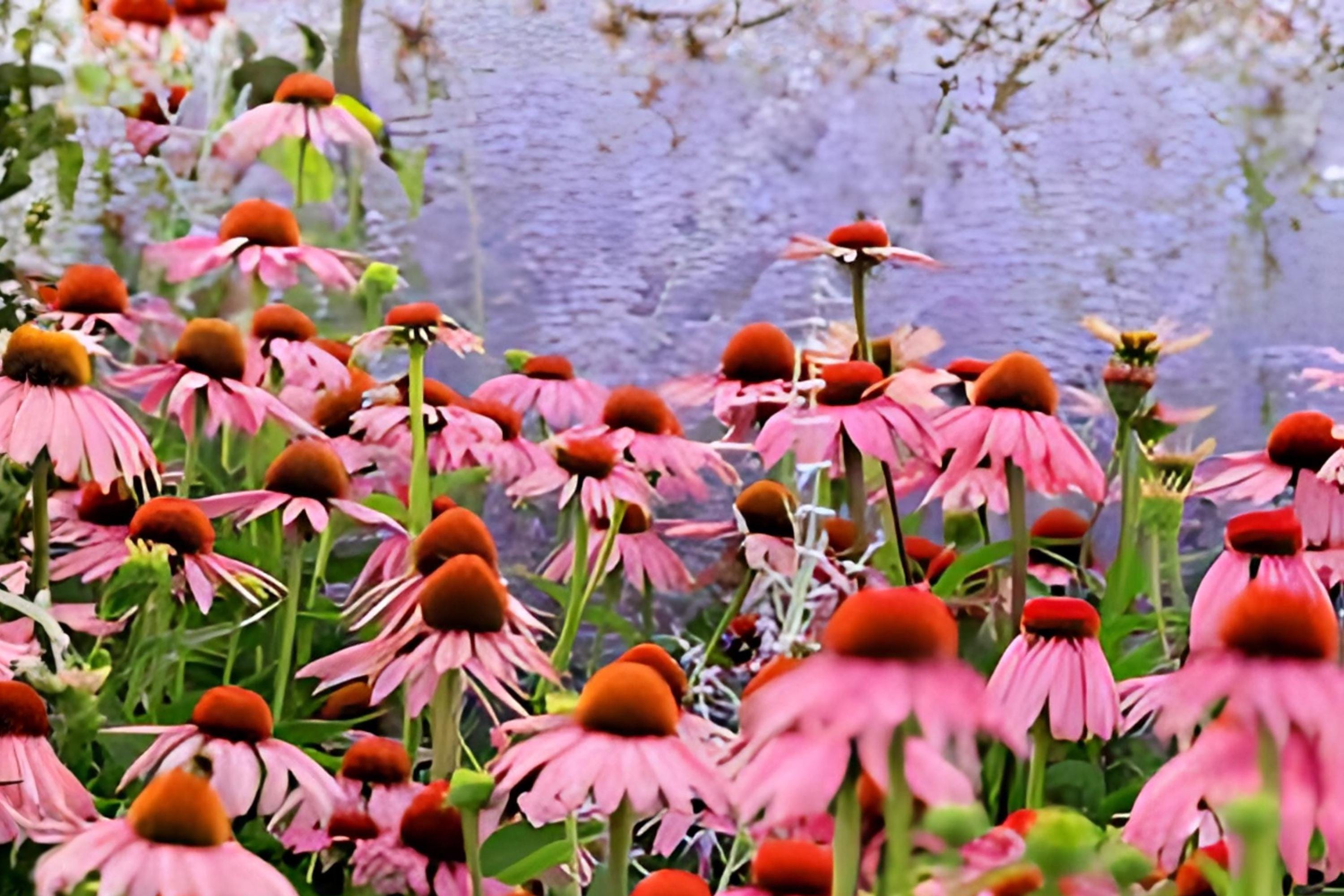 Purple Coneflower Seeds (Echinacea purpurea) - 100 Native Wildflower Seeds for Garden, Pollinator Attractant, Vibrant Purple Petals