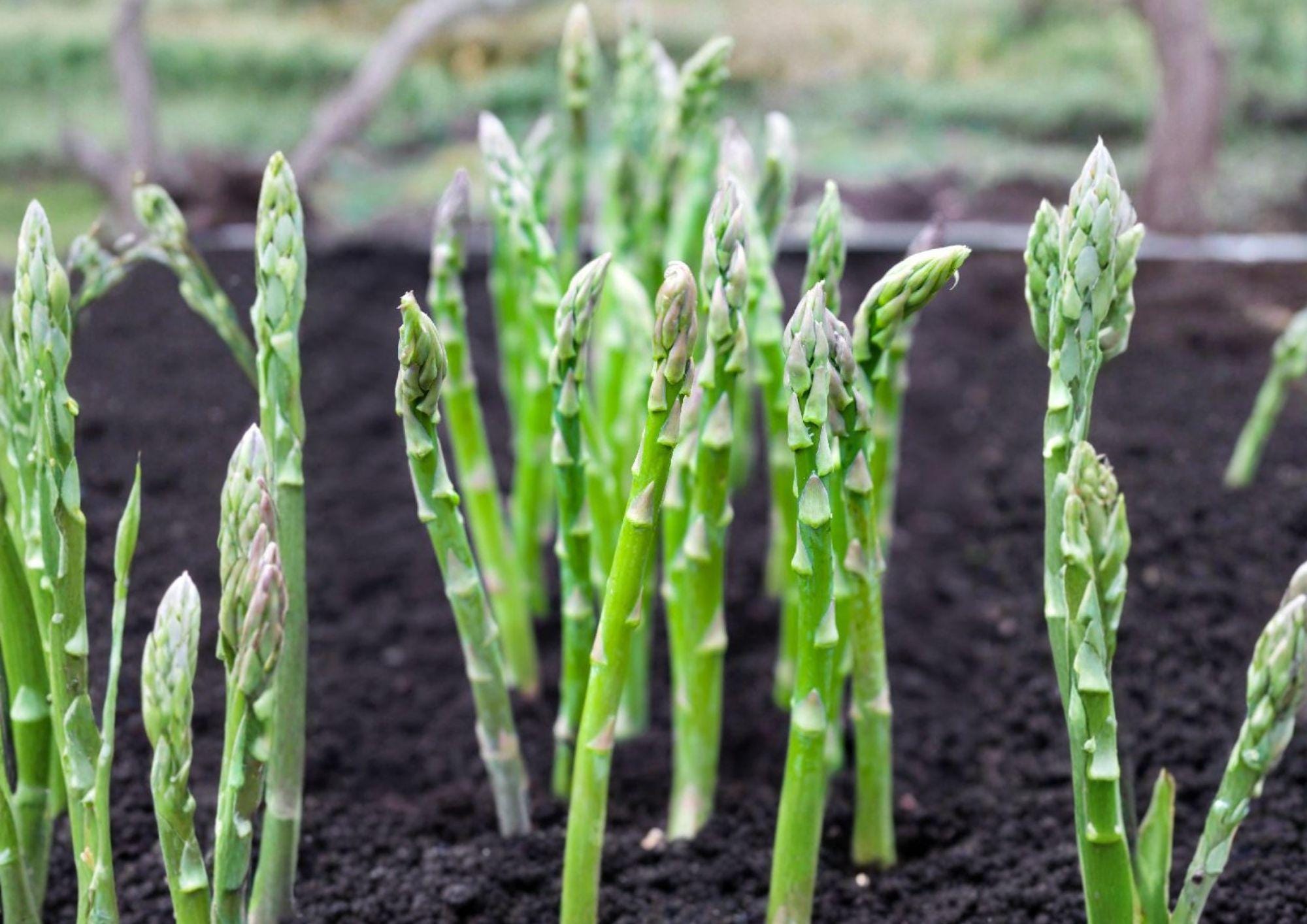 100+ Asparagus Seeds Mary Washington Heirloom Non-GMO Vegetable Seeds for Garden, Perennial, Hardy Asparagus Crowns Alternative