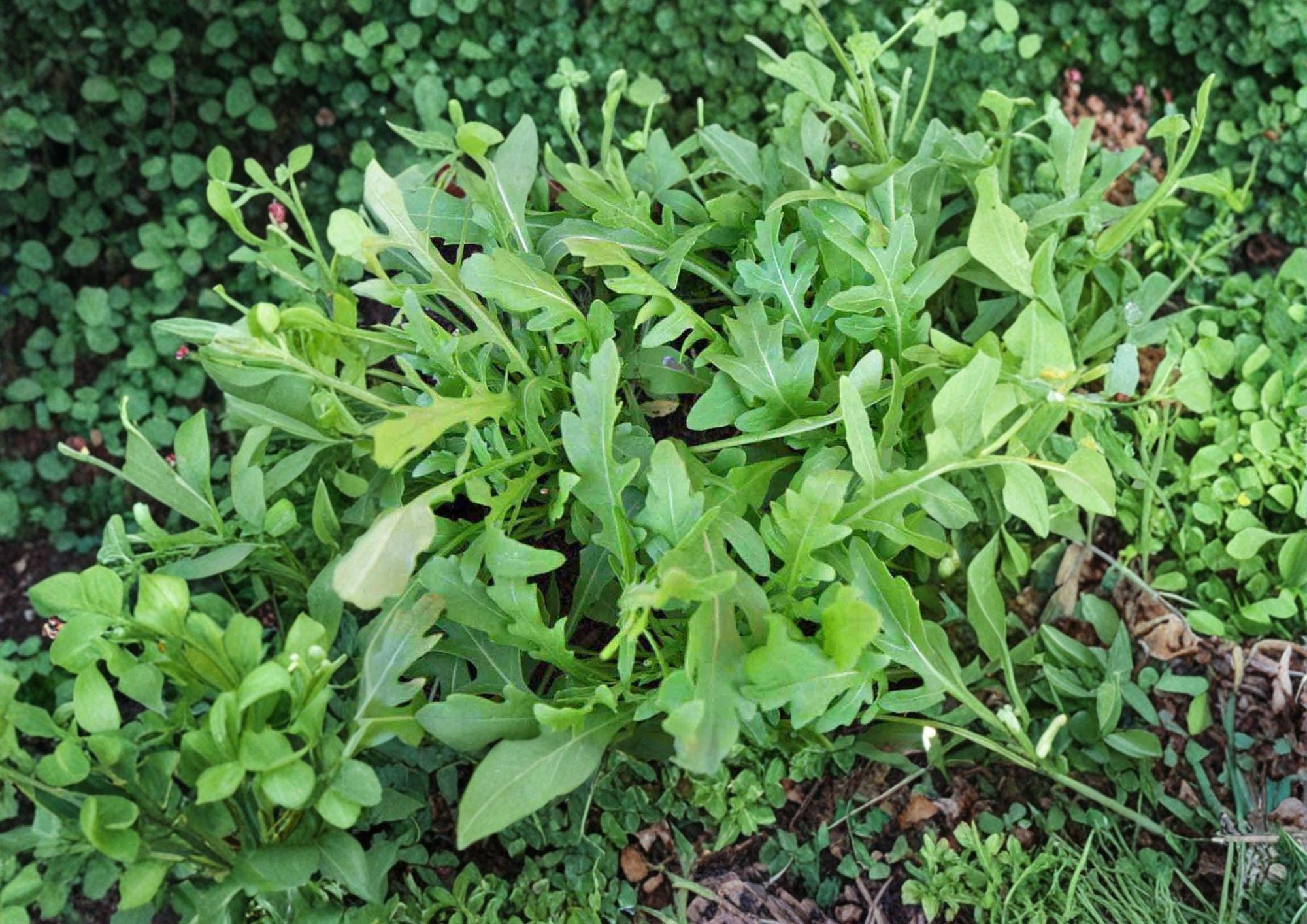 Rocket Arugula Seeds 1000+ Eruca Sativa Heirloom Non-GMO Leafy Green Salad Vegetable Garden Planting Seeds
