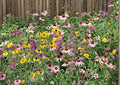 100+ Purple Coneflower Seeds | Echinacea Purpurea Perennial Pollinator Flower Non-GMO Heirloom Wildflower Seeds