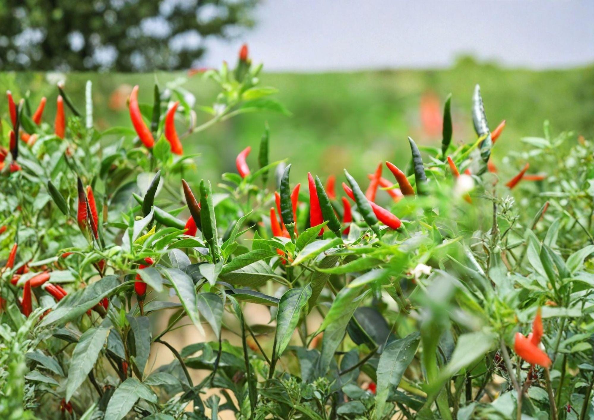 50+ Thai Hot Pepper Seeds – Heirloom Non-GMO Spicy Chili Pepper Seeds, Capsicum Garden Planting, Hot Vegetable Seeds