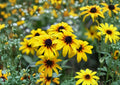 Black Eyed Susan Seeds, Rudbeckia Hirta, Pollinator Friendly Wildflower, Heirloom Non-GMO Yellow Flower Seeds for Garden Planting