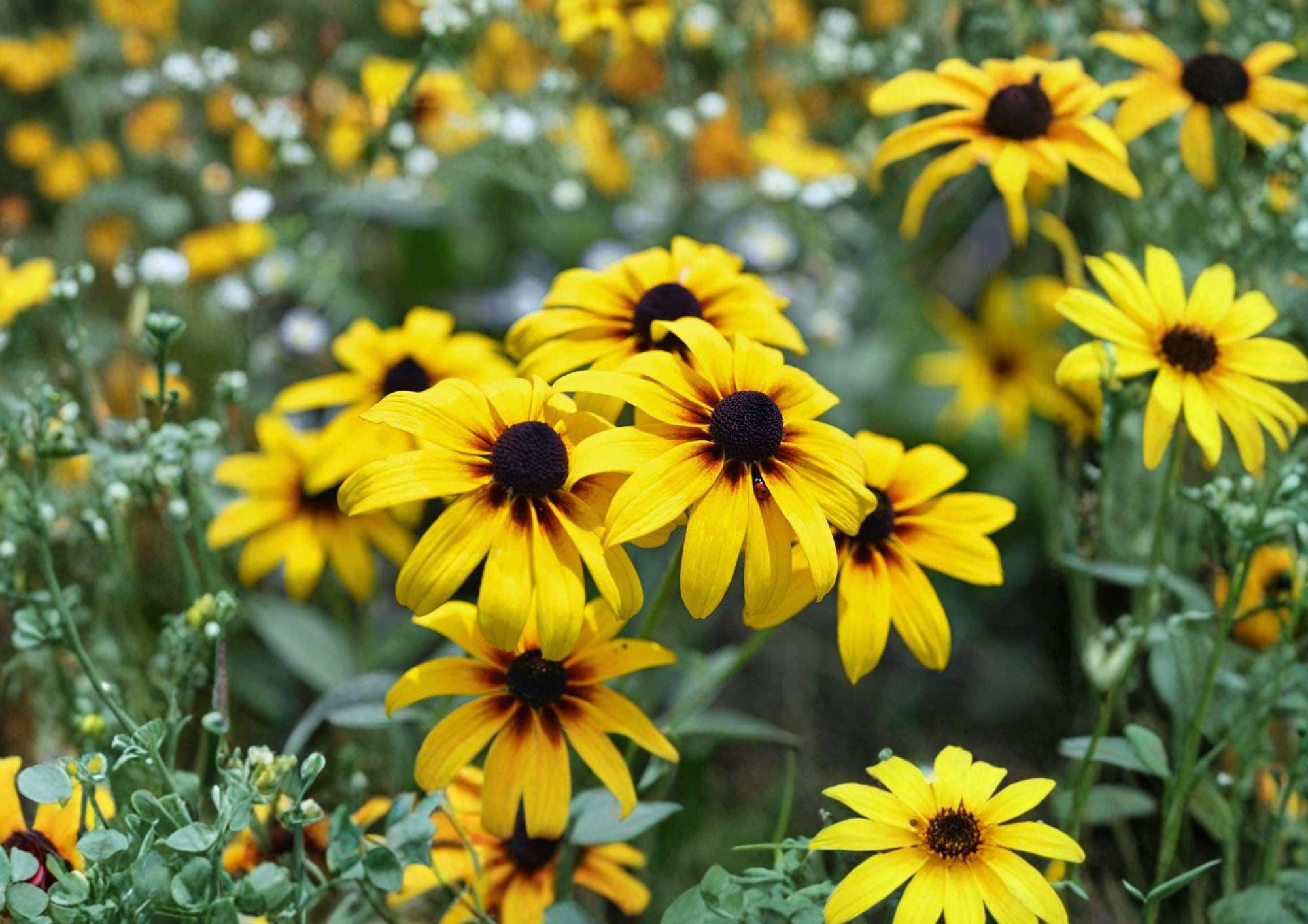 Black Eyed Susan Seeds, Rudbeckia Hirta, Pollinator Friendly Wildflower, Heirloom Non-GMO Yellow Flower Seeds for Garden Planting