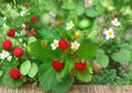 Wild Strawberry Seeds 200 Pack, Edible Ground Cover Plant, Fragaria Vesca, Sweet Berries, Non-GMO, Garden and Woodland Landscaping