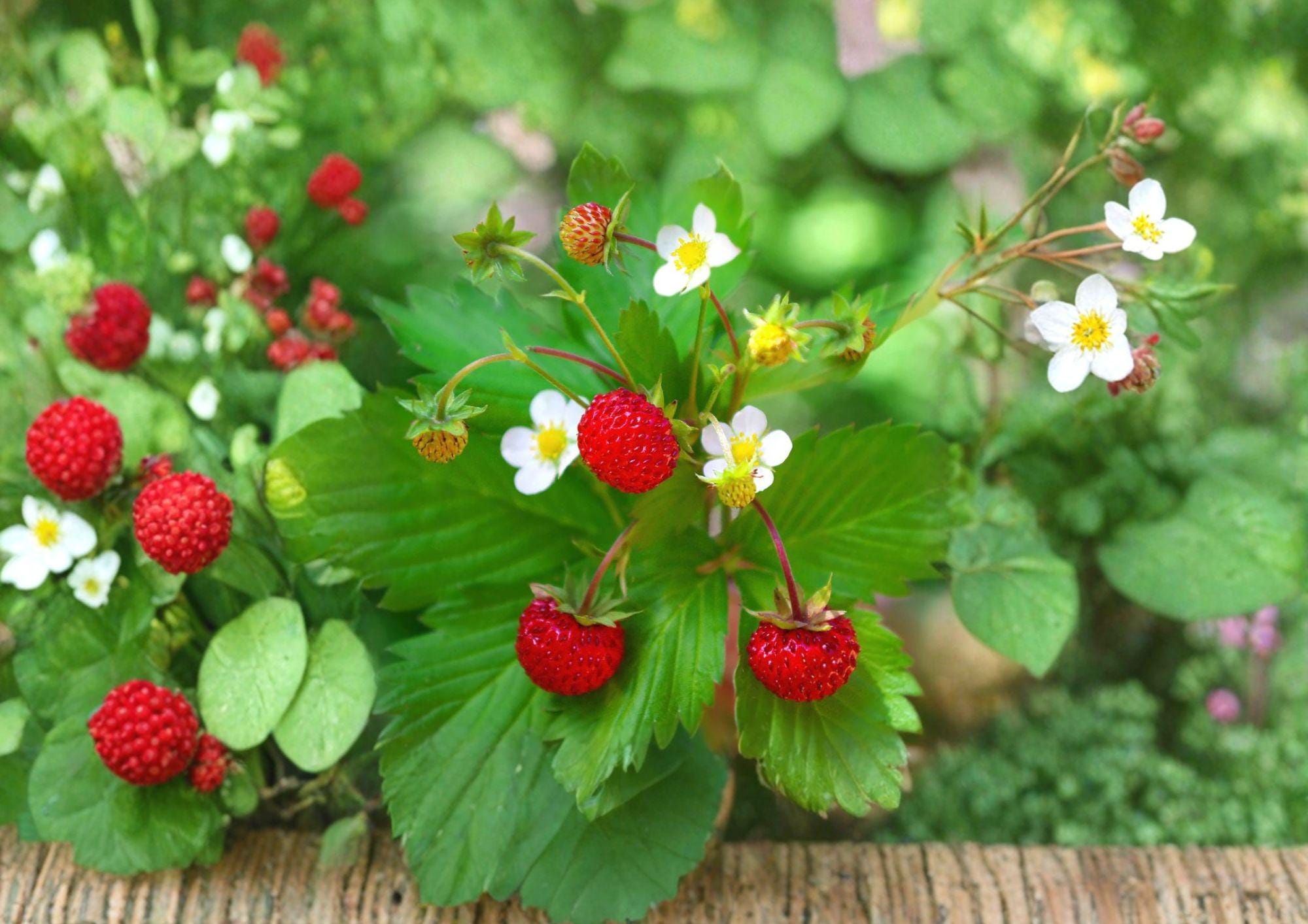 Wild Strawberry Seeds 200 Pack, Edible Ground Cover Plant, Fragaria Vesca, Sweet Berries, Non-GMO, Garden and Woodland Landscaping