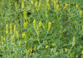 Sweet Clover Seeds 1000+ Non-GMO Melilotus Officinalis Heirloom Cover Crop Pollinator-Friendly Soil-Improving Garden Seeds