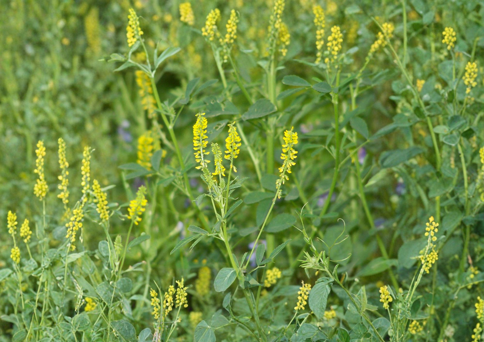Sweet Clover Seeds 1000+ Non-GMO Melilotus Officinalis Heirloom Cover Crop Pollinator-Friendly Soil-Improving Garden Seeds