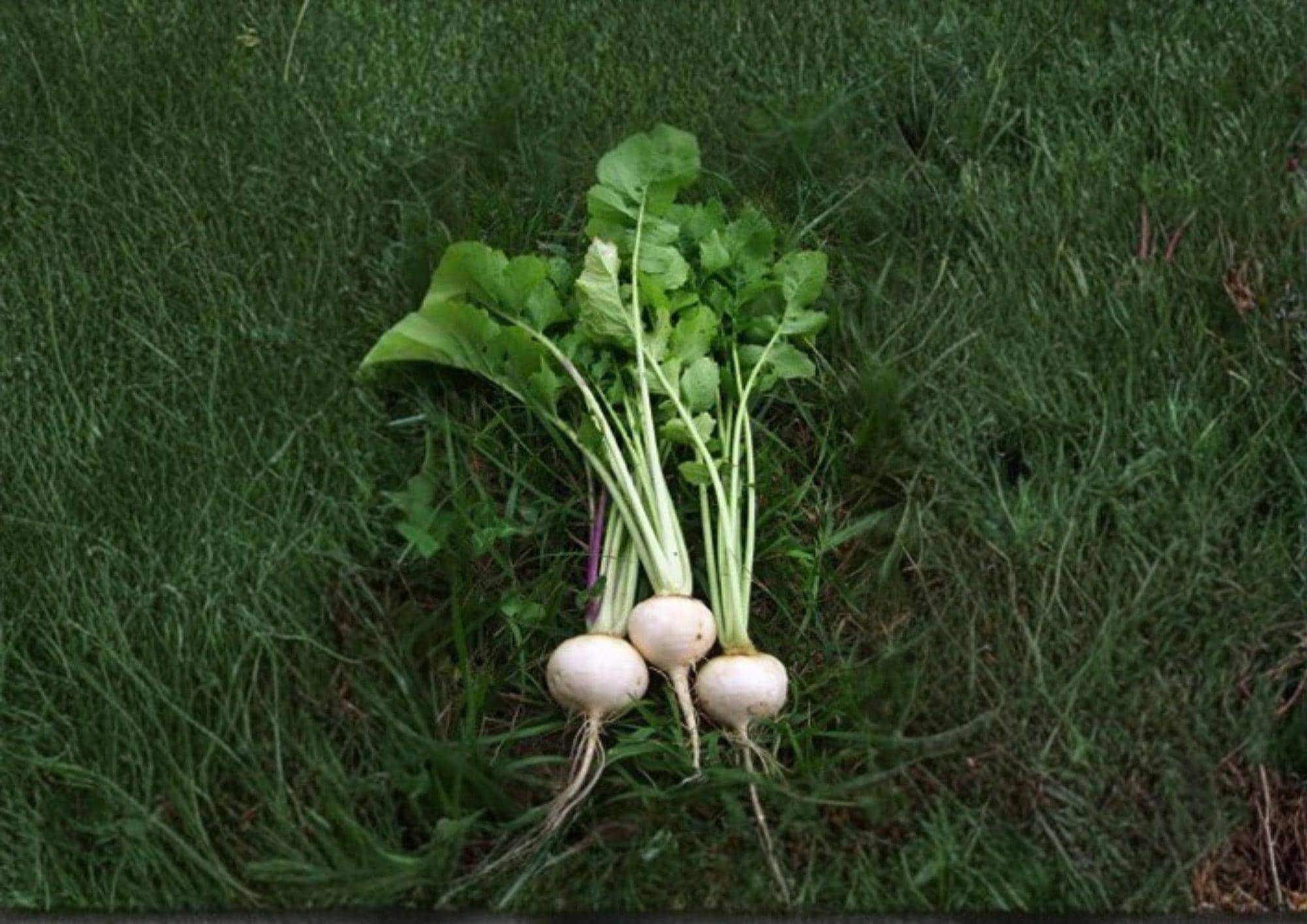Seven Top Turnip Greens Seeds – Brassica Rapa Heirloom Non-GMO Leafy Vegetable for Garden Greens, 600 Seeds