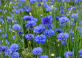 Cornflower Seeds 200 Pack - Blue Bachelor Button Wildflower for Gardens, Borders, and Pollinators - Centaurea Cyanus