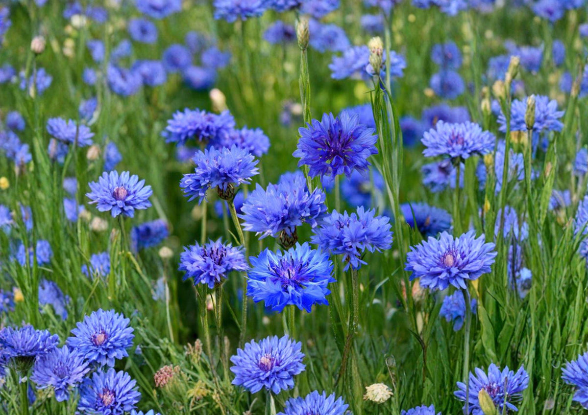 Cornflower Seeds 200 Pack - Blue Bachelor Button Wildflower for Gardens, Borders, and Pollinators - Centaurea Cyanus