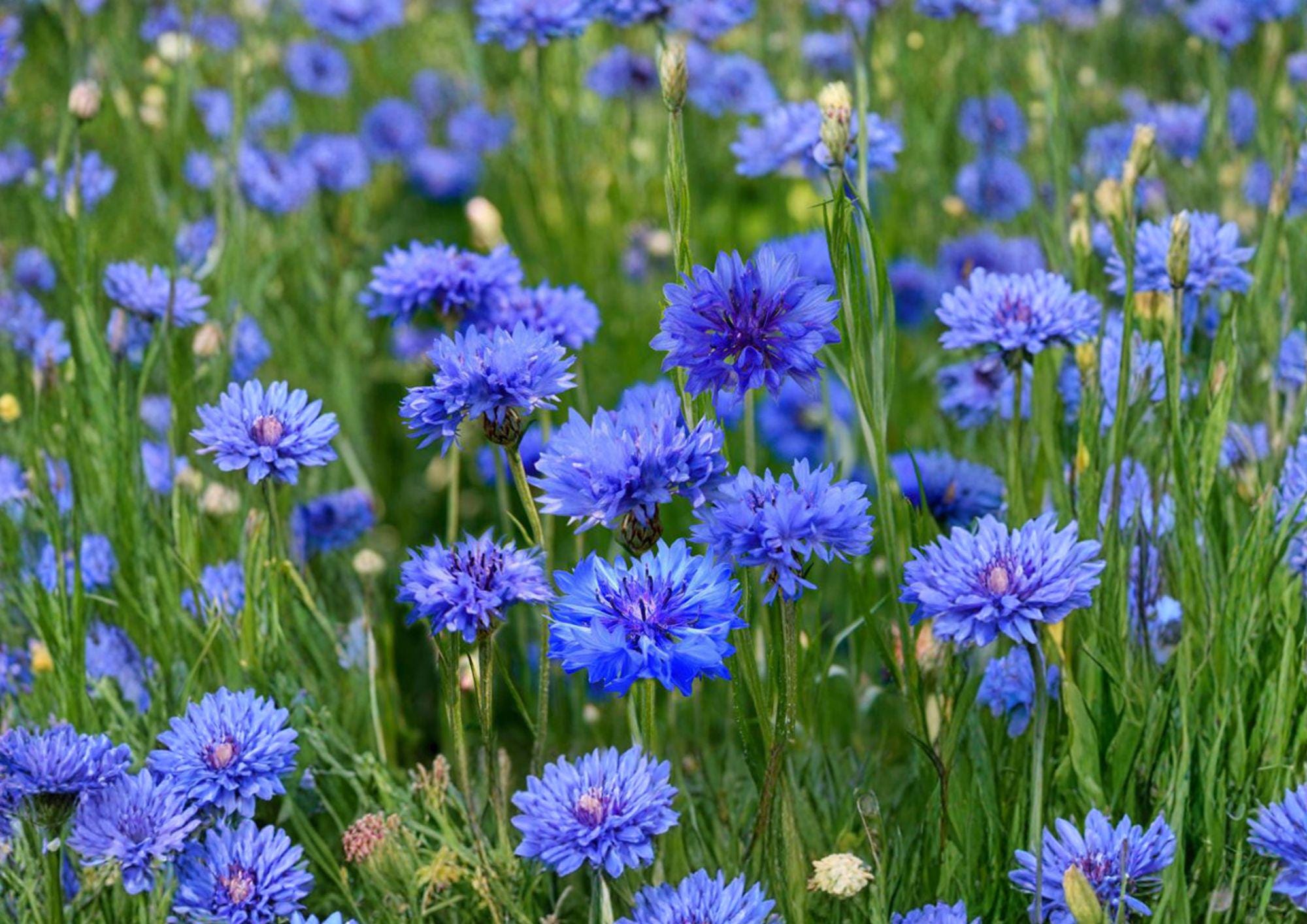 Cornflower Seeds 200 Pack - Blue Bachelor Button Wildflower for Gardens, Borders, and Pollinators - Centaurea Cyanus