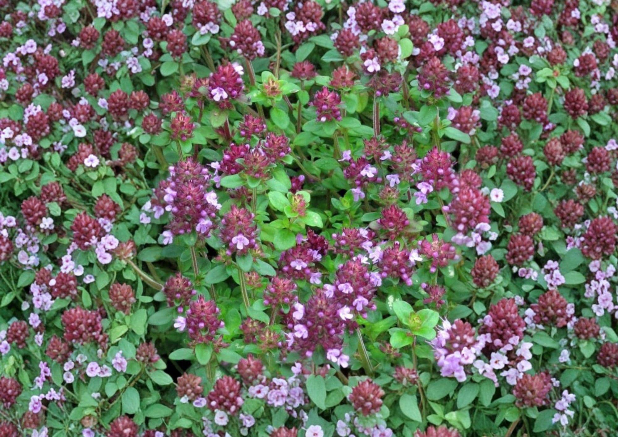 Wild Thyme Seeds, Creeping Lemon Thyme, Perennial Herb, Fragrant Groundcover, Thymus Pulegioides, Non-GMO, Garden Planting Seeds