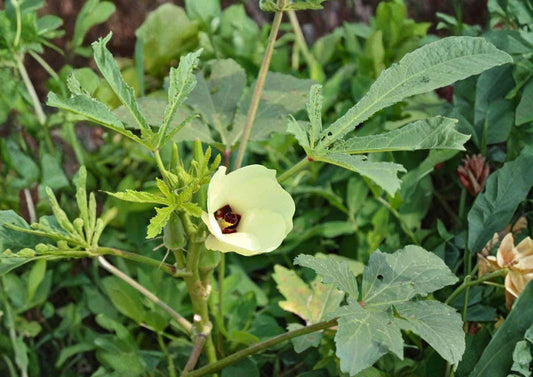 Okra Seeds 50 Pack Heirloom Non-GMO Vegetable Seeds High Yield Abelmoschus Esculentus Warm Season Crop