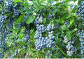 Blueberry Seeds 100+ Highbush Vaccinium corymbosum Heirloom Non-GMO Fruit Seeds for Garden Planting