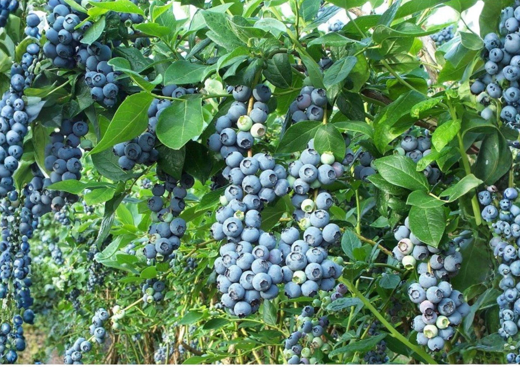 Blueberry Seeds 100+ Highbush Vaccinium corymbosum Heirloom Non-GMO Fruit Seeds for Garden Planting