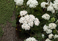White Yarrow Seeds – Achillea Millefolium Perennial, Pollinator Friendly, Medicinal Herb, Wildflower Garden Seeds, Non-GMO, 2000+ Seeds