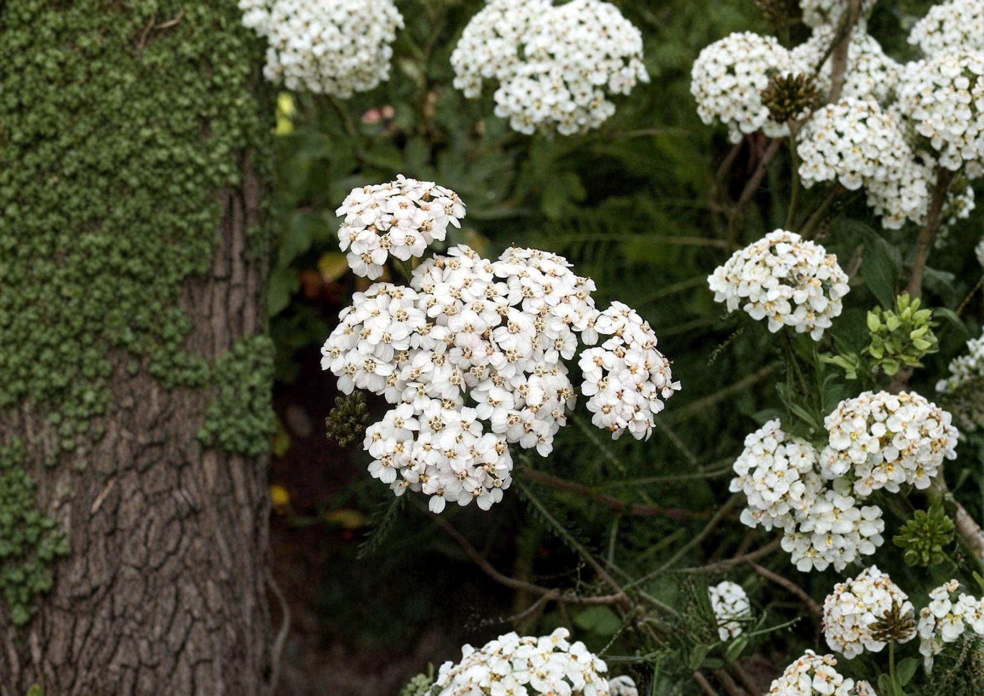 White Yarrow Seeds – Achillea Millefolium Perennial, Pollinator Friendly, Medicinal Herb, Wildflower Garden Seeds, Non-GMO, 2000+ Seeds