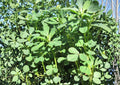 200+ Molokhia Seeds Egyptian Spinach Jute Mallow Heirloom Non-GMO Corchorus Olitorius Leafy Green Vegetable Garden Seeds