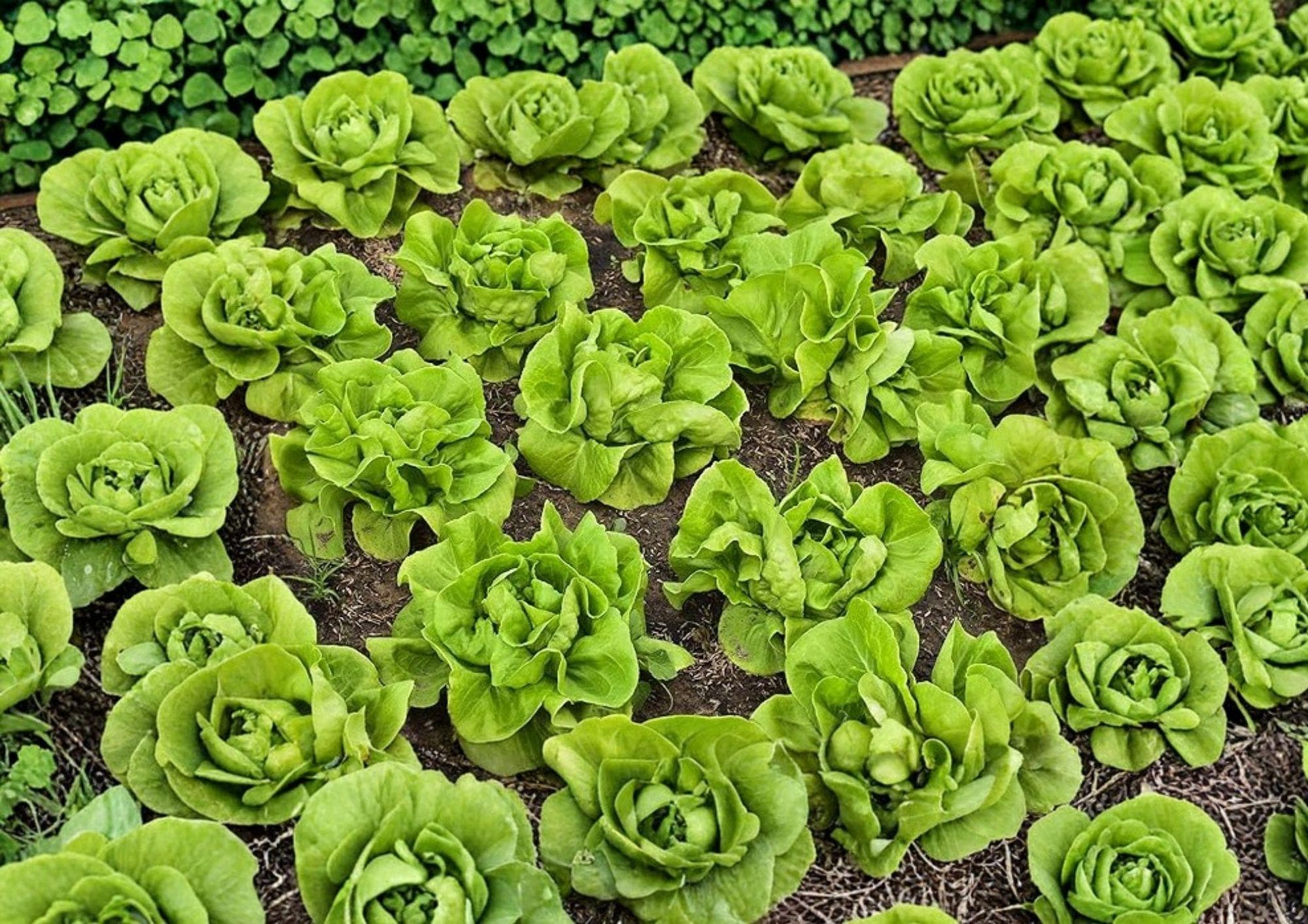 Buttercrunch Lettuce Seeds 1000+ Heirloom Non-GMO Crisp Leafy Green Vegetable Garden Planting Seeds