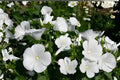 Dwarf White Mallow Seeds | Lavatera trimestris | Compact Flowering Plant for Borders & Containers