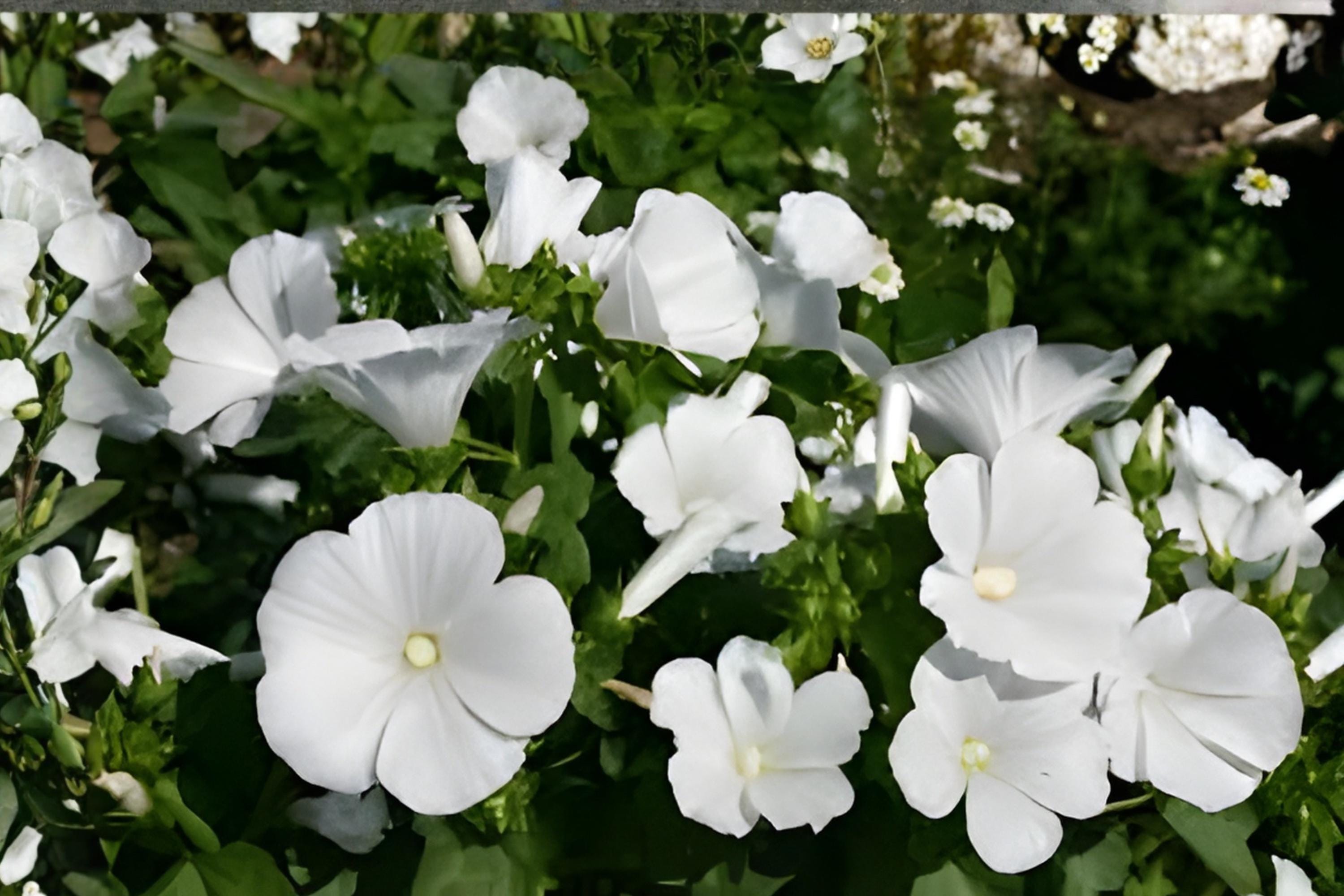 Dwarf White Mallow Seeds | Lavatera trimestris | Compact Flowering Plant for Borders & Containers