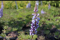 Blue Lupine Seeds – Native Perennial with Blue Flower Spikes, Supports Pollinators & Butterflies, Lupinus perennis, 25 Seeds