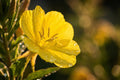 Evening Primrose Seeds 200 Oenothera Lamarckiana Wildflower for Pollinators & Night Gardens, Drought Tolerant, Easy to Grow