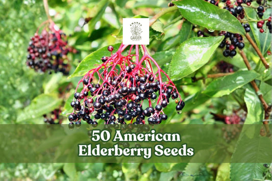 American Elderberry Seeds – Sambucus canadensis Deciduous Shrub for Berry Gardens & Landscaping (50 Seeds)