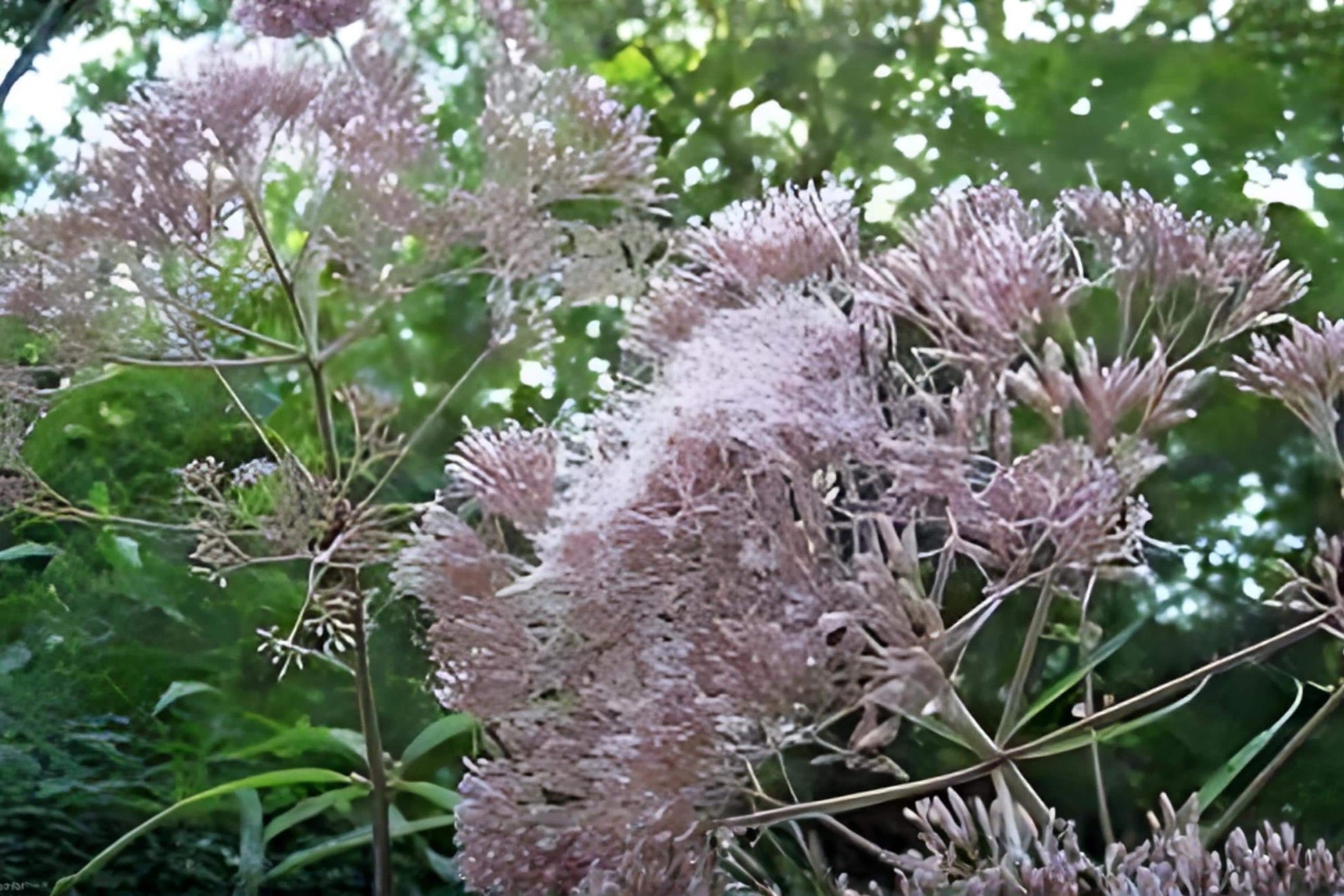 Hollow Joe Pye Weed Seeds (100) | Native Wildflower for Pollinator Gardens | Eutrochium fistulosum