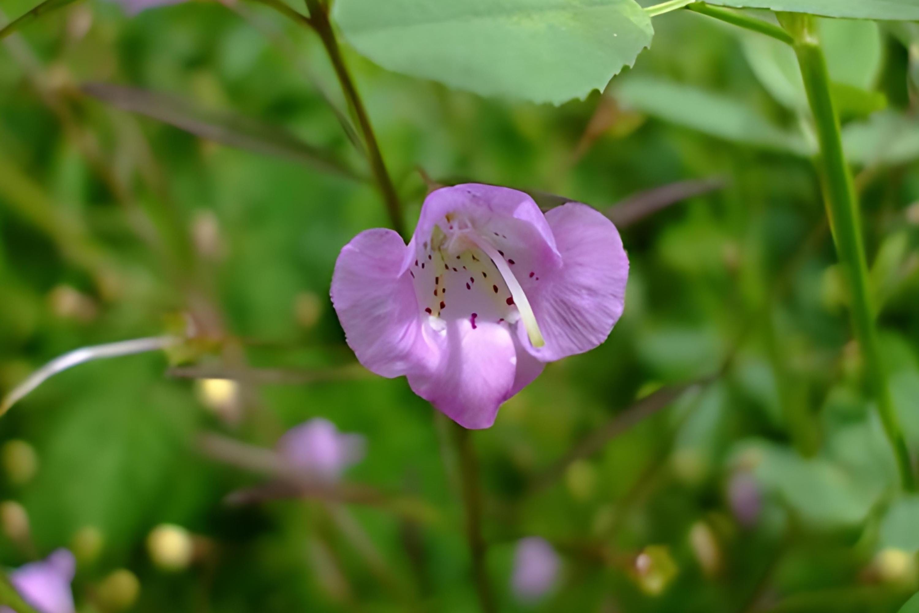 Slender False Foxglove Seeds 250 Agalinis tenuifolia Native Wildflower for Prairie Gardens & Pollinator Habitats