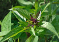 Thai Basil Seeds, 500+ Non-GMO Aromatic Culinary Herb, Ocimum basilicum, Heirloom, Sweet Basil for Garden Planting
