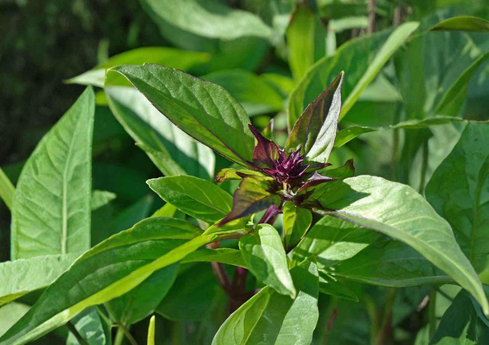 Thai Basil Seeds, 500+ Non-GMO Aromatic Culinary Herb, Ocimum basilicum, Heirloom, Sweet Basil for Garden Planting