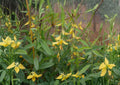 100 Sunn Hemp Seeds – Crotalaria Juncea Cover Crop for Soil Improvement, Nitrogen Fixing, Non-GMO Garden Seeds