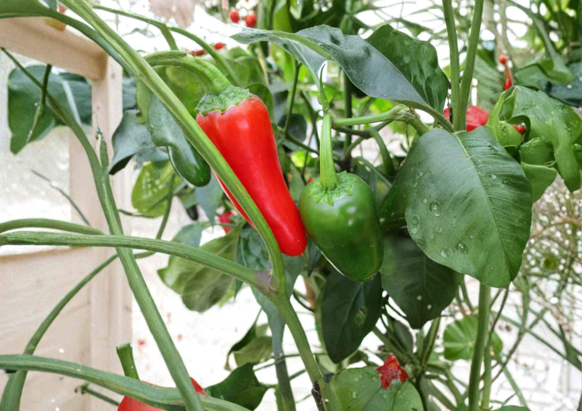Jalapeno Pepper Seeds 100+ Heirloom Non-GMO Medium Hot Chili Capsicum Vegetable Garden Planting Fast Growing