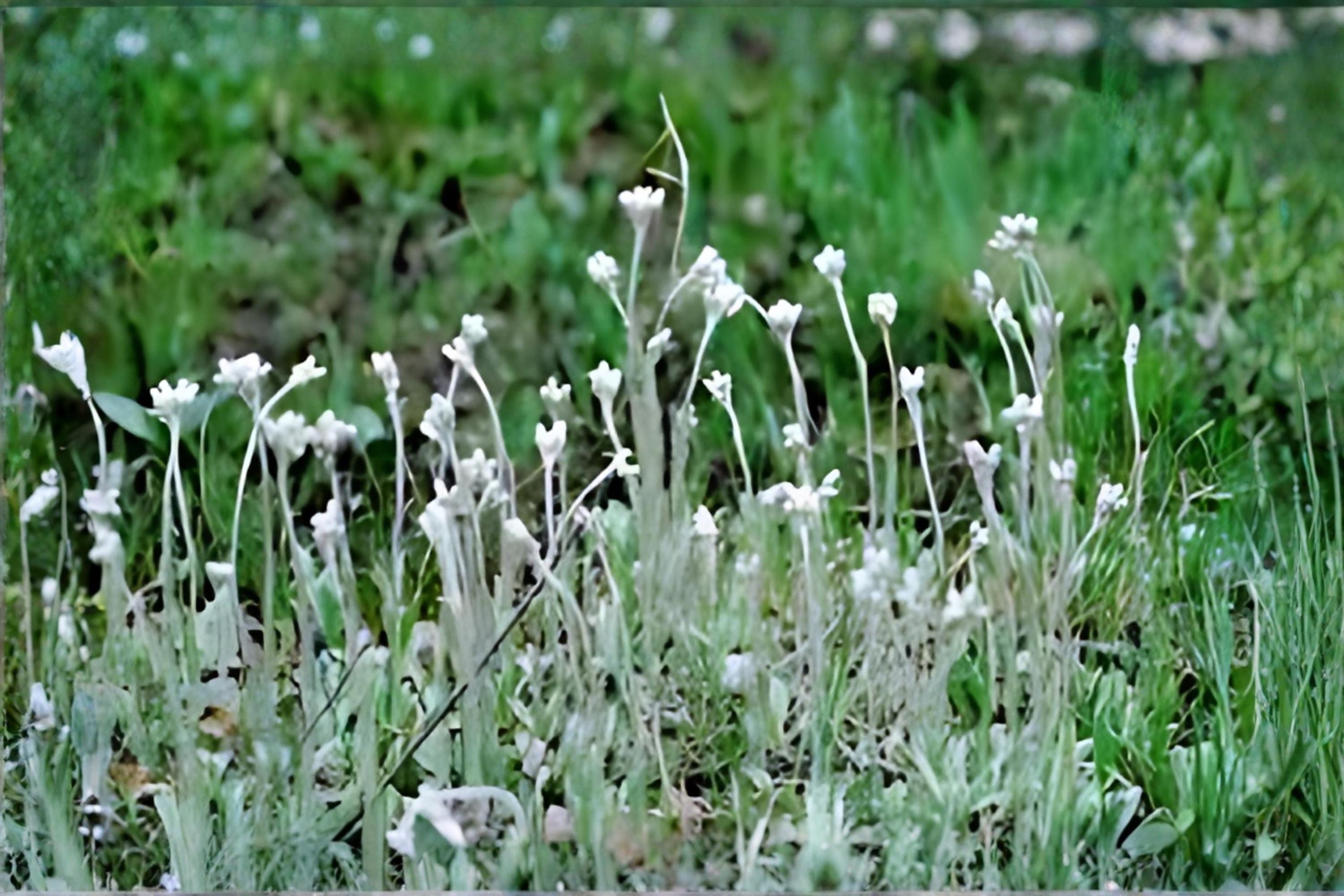 Prairie Pussytoes Seeds 100 Pack | Native Wildflower with Silvery Foliage, White Blooms | Antennaria neglecta for Prairie, Rock Gardens & Drought Tolerance