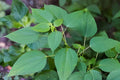 False Nettle Seeds – Native Woodland Plant with Green Flower Spikes, Boehmeria cylindrica, Moist Soil, Wildlife Friendly, 100 Seeds