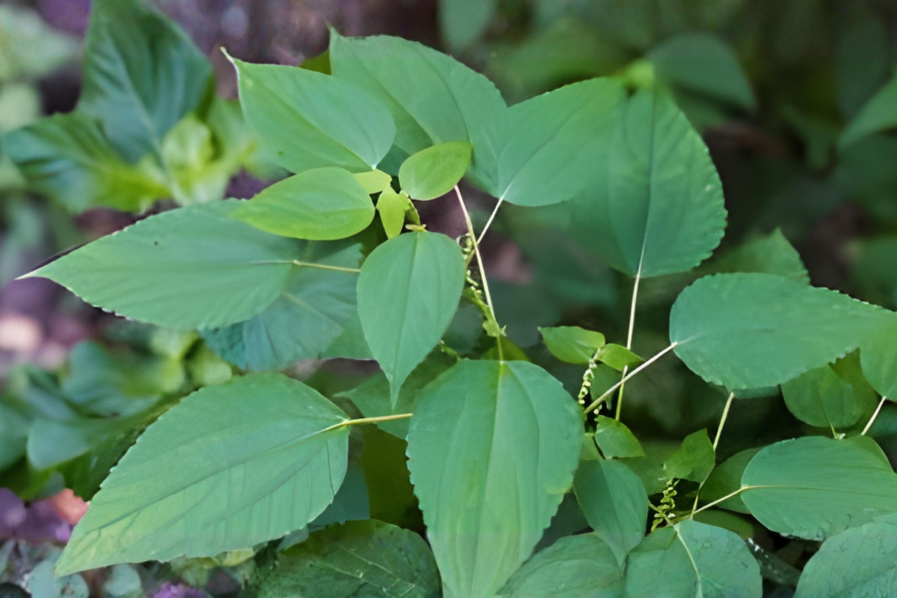False Nettle Seeds – Native Woodland Plant with Green Flower Spikes, Boehmeria cylindrica, Moist Soil, Wildlife Friendly, 100 Seeds