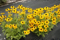Gloriosa Daisy Seeds 250 Rudbeckia hirta ‘Gloriosa’ Wildflower for Borders, Cut Flowers & Pollinator Gardens