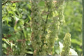 Water Dock Seeds 100ct | Native Wetland Plant for Ponds & Rain Gardens | Rumex orbiculatus