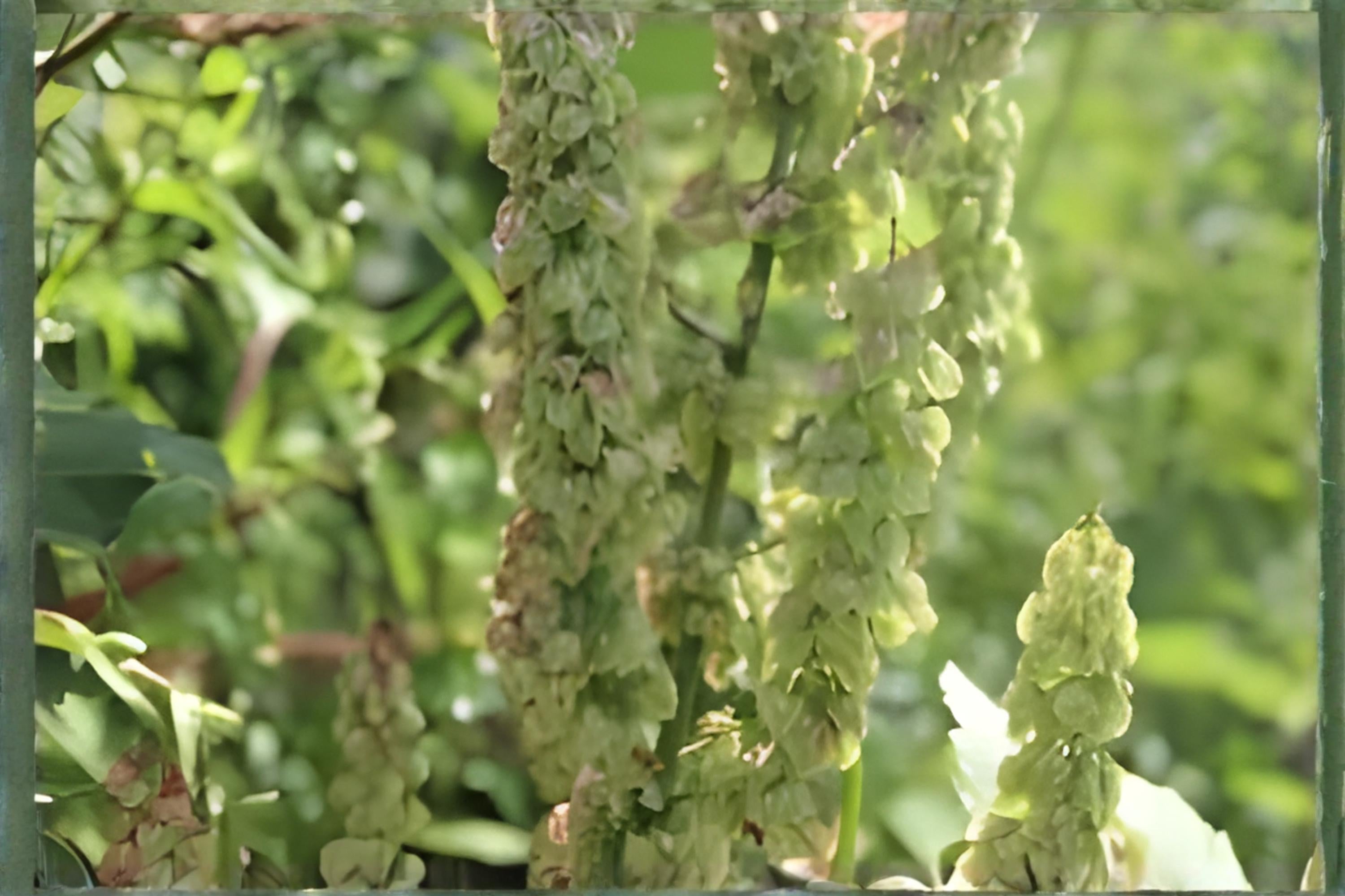 Water Dock Seeds 100ct | Native Wetland Plant for Ponds & Rain Gardens | Rumex orbiculatus