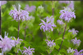 Wild Bergamot Seeds 100 Pack | Native Monarda fistulosa | Fragrant Lavender Wildflower for Bees & Pollinator Gardens