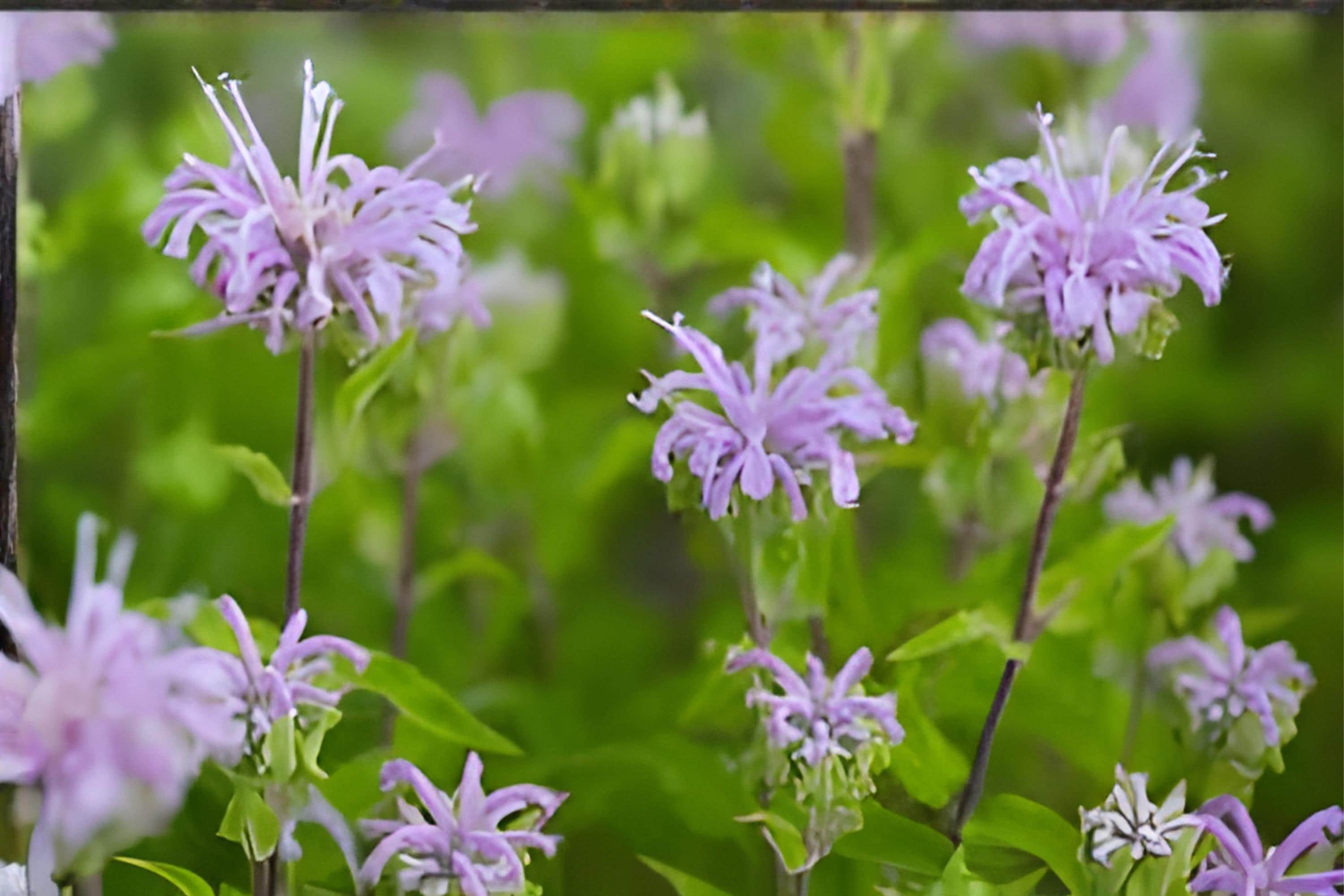 Wild Bergamot Seeds 100 Pack | Native Monarda fistulosa | Fragrant Lavender Wildflower for Bees & Pollinator Gardens