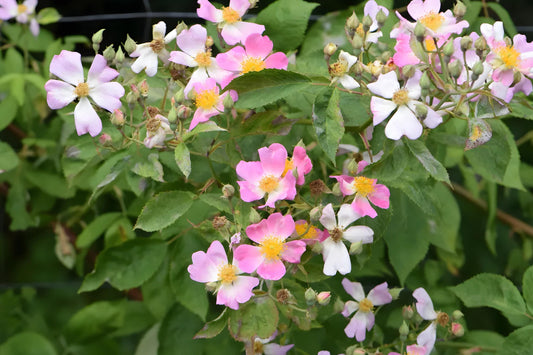 Illinois Rose Seeds – Native Climbing Rose with Fragrant Pink Blooms & Bright Red Rose Hips – Rosa setigera, Wildlife & Landscape Planting