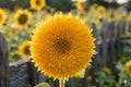 Teddy Bear Sunflower Seeds (15) | Dwarf Helianthus annuus for Containers & Gardens | Double Golden-Yellow Blooms
