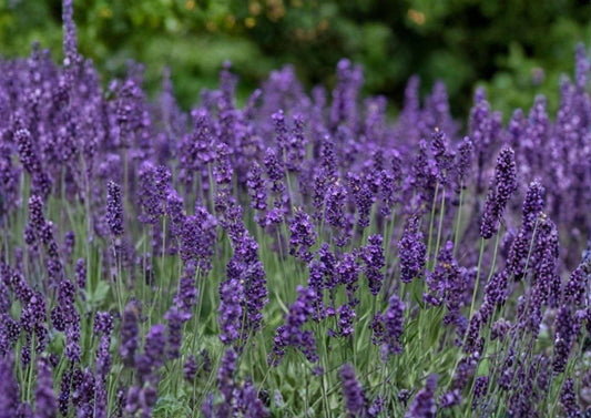 Lavender Seeds 600+ Lavandula Angustifolia Heirloom Non-GMO Perennial Aromatic Herb Purple Flower Garden Seeds